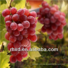 Uvas rojas frescas / uvas Hongti de China